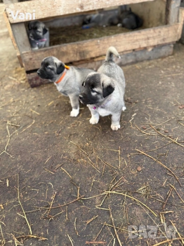 Кангал /Кангалчета, малки , снимка 3 - Кангал - 53493206