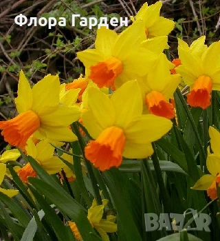 Луковици НАРЦИС, снимка 12 - Сортови семена и луковици - 46827345