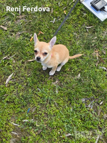 Чихуахуа момиче, снимка 2 - Чихуахуа - 53631779