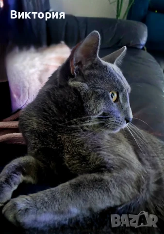 Подарявам Руска Синя Котка, снимка 1
