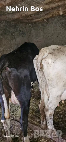 krava na 3 tele sls 20 litra mlako i 4 mesetsa zaplodena, снимка 2 - Крави - 56049509