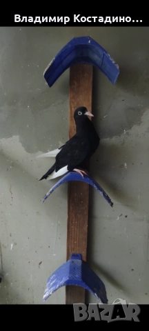 Пазарджишки високошетци, снимка 3 - Гълъби - 52429952