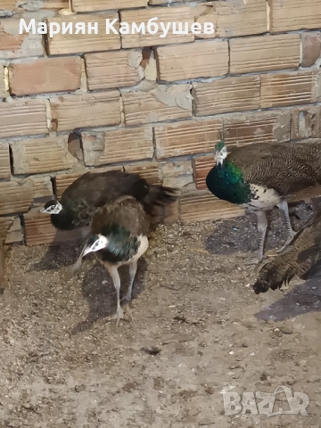 Пауни, снимка 2 - други­ - 51948935