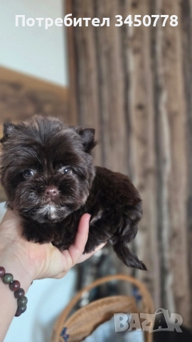 мини шоколадов йоркширски териер, снимка 1