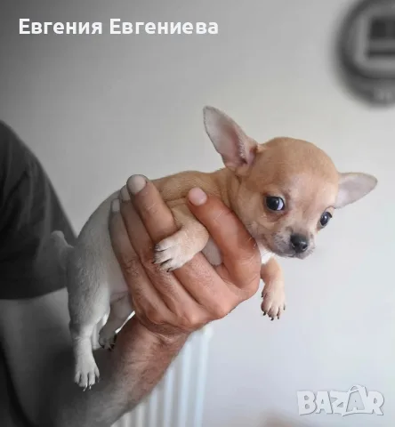 Мини чихуахуа момче и момичета, снимка 7 - Чихуахуа - 55951302