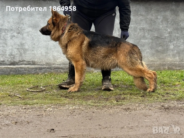 Немска Овчарка, снимка 2 - Немска овчарка - 53539959