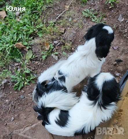 Японски хинчета, снимка 6 - Други - 52506287