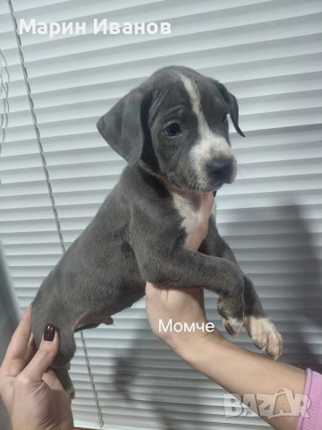 Сини питбулчета , снимка 4 - Питбул - 52585298