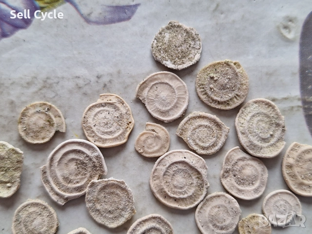 ✅ФОСИЛИ - НУМУЛИТИ ❗, снимка 2 - Колекции - 53431660