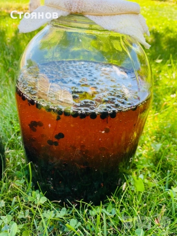 Сироп черен бъз с мед, бъзак с мед, снимка 12 - Други - 51738820