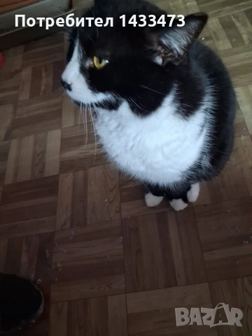 Хубавата Адолфина търси дом , снимка 8 - Други - 53648498