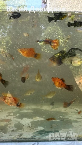 Рибки за аквариум живородни , снимка 13 - Рибки - 51151476