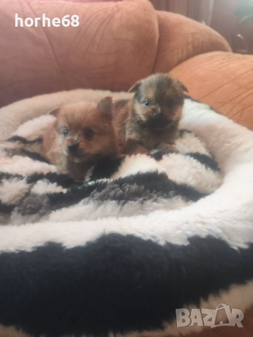 Мини кученца Йоркипом , снимка 4 - Йоркширски териер - 52839783