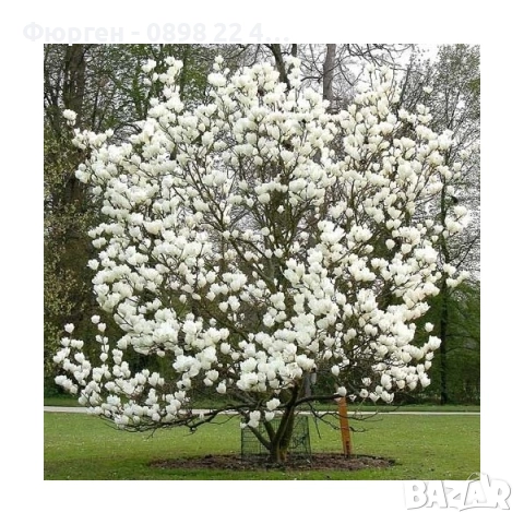 Магнолия Леней Алба - Lenei Alba Студоустойчива, снимка 4 - Разсади - 52633633