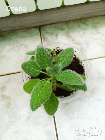 Аглаонема, Бенджамин и други стайни растения , снимка 11 - Стайни растения - 46295372