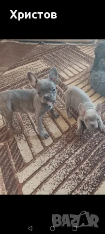 Френски булдог бебета ( Флуфи кариар и вижуал Флуфи), снимка 9 - Френски булдог - 49403264