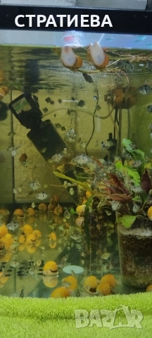 Зебровидни Цихлиди чифтове, снимка 8 - Рибки - 52284385