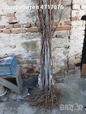 дръвчета кестен сорт Маравал 