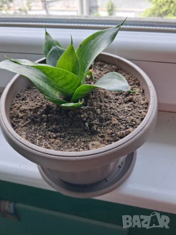 Сансивиера , снимка 1