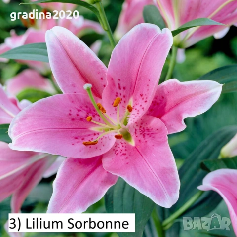 Луковици на Кала  - Цена за 1 бр.: 2,20 € / 4,30 лв. , снимка 3 - Разсади - 53145364