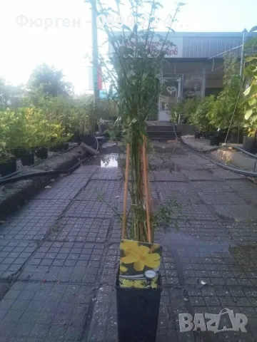 Жасмин - Студоустойчив, снимка 8 - Разсади - 49214945