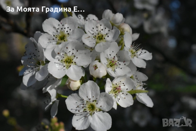 Круша - Наши (вкус круша-ябълка) , снимка 6 - Градински цветя и растения - 53725540