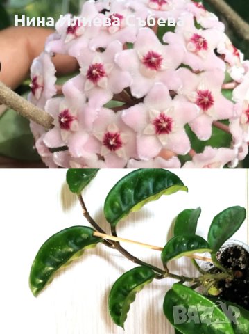 Хоя, восъчно цвете Krinkle, Krimson Queen,Kerrii,Trikolor, Sigillatis,Memoria,Gracilis , Red flower 