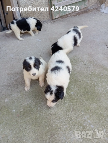 Каракачанки останаха мъжки кутрета, снимка 12 - Каракачанска овчарка - 52105803