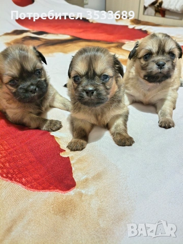 Продавам малки пекита, снимка 12 - Пекинез - 53537838