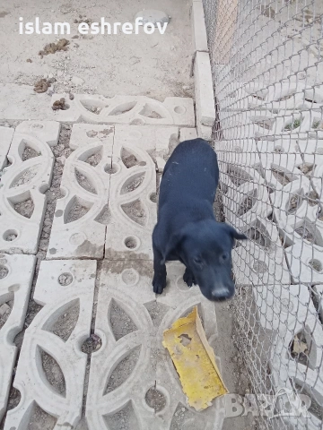 Лабрадор с паспорт и всички эадължителни ваксини мъжки на 8 месеца, снимка 3 - Лабрадор ретривър - 53033913
