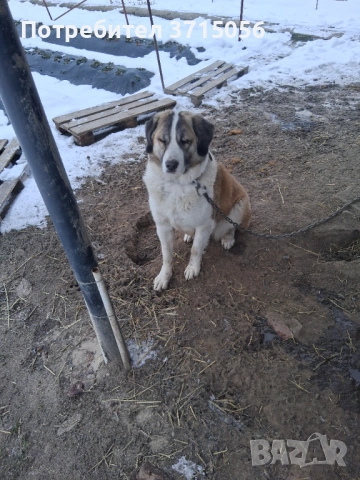 Подарявам СПЕШНО Московска стражевая