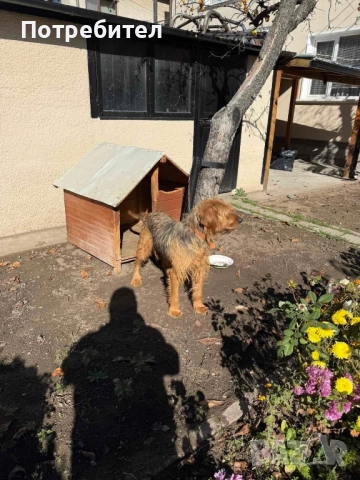 Ловно куче барак , снимка 2 - Гонче - 52776032