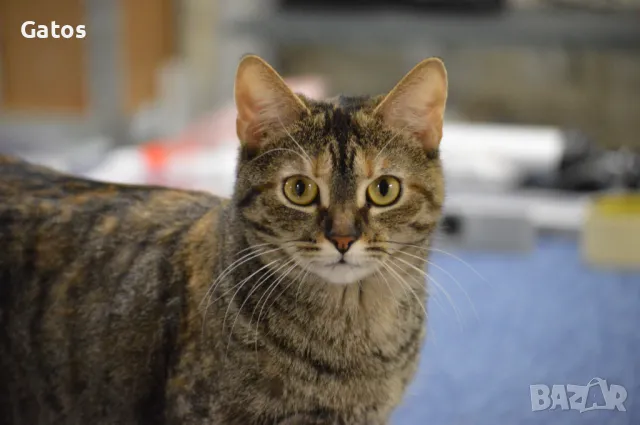 Кари, котка за осиновяване, снимка 1