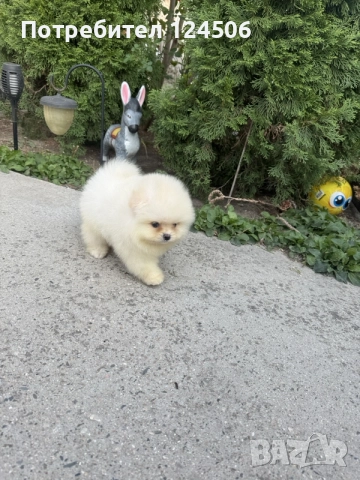 Померан померанче момче 