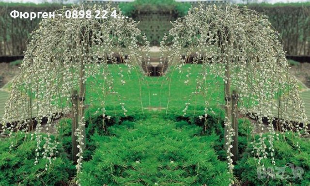 Плачеща върба (Salix caprea 'Kilmarnock') Студоустойчива , снимка 2 - Разсади - 39722518