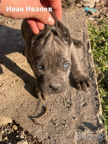 Кане Корсо, снимка 4 - Кане корсо - 53244274