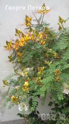 Цезалпиния-Жълта Райска Птица, снимка 2 - Градински цветя и растения - 53382162