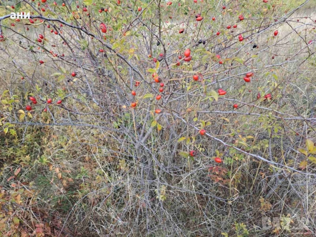 Изкупувам диворастяща Шипка плод , снимка 1