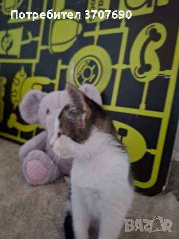 Мъжко котенце на 2,5месеца, снимка 2 - Други - 52014977