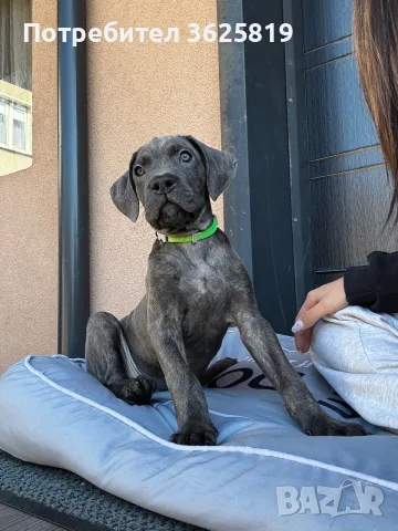 Кане Корсо - Cane Corso кученца, снимка 10 - Кане корсо - 55834113
