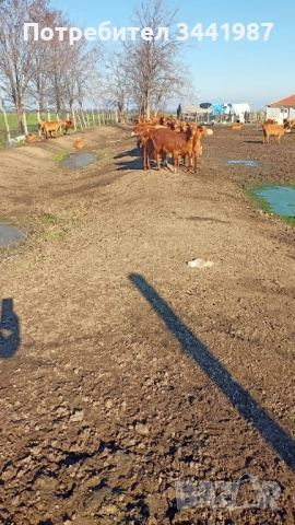 Стадо с женски ,мъжки кози и ярета , снимка 7 - Кози - 52749671