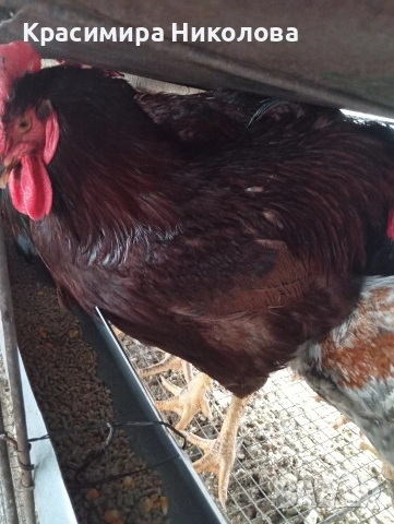 Продавам петли червени катунци.