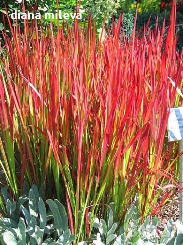 Императа Червен Барон, Imperata 'Red Baron', Декоративна трева, снимка 7 - Градински цветя и растения - 37058656