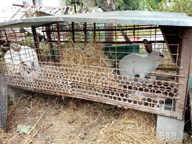 Зайци, снимка 1