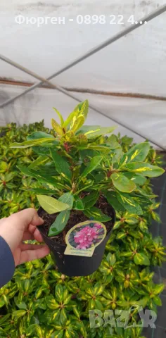 Рододендрон, снимка 8 - Разсади - 45012912