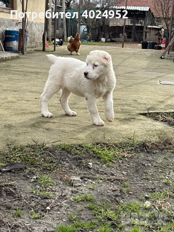 САО Алабай, снимка 3 - Алабай - 53293440