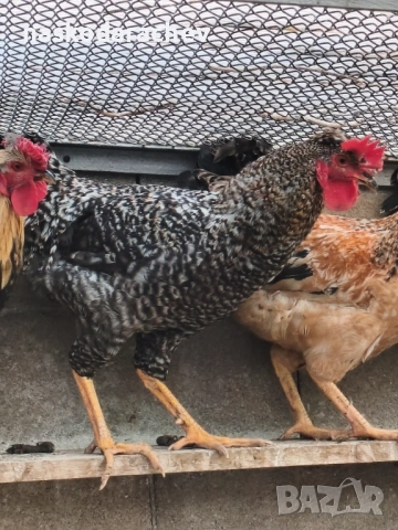 Продавам петли за клане за Петльовден или за разплод