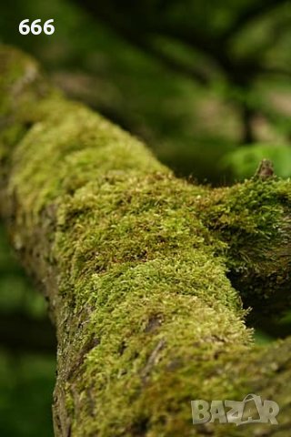 Естествен мъх, снимка 2 - Други стоки за дома - 39674691