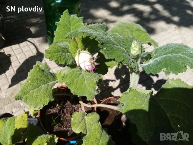 Салвия скларея, снимка 2 - Градински цветя и растения - 50397950