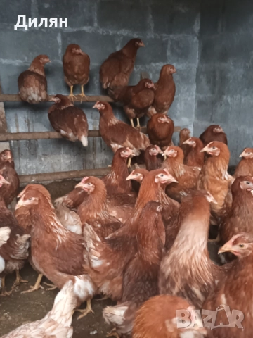 Ярки Ломан Браун, снимка 2 - Кокошки и пуйки - 52505631